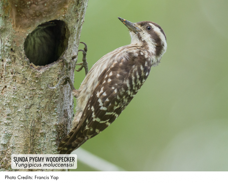 Sunda Pygmy Woodpecker (Yungipicus moluccensisi)